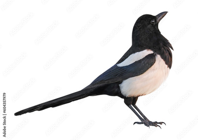image to crop