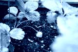 preview cold