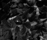 preview bw