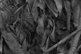 preview bw