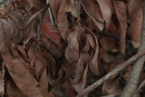 preview original