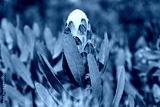 preview cold