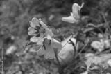 preview bw