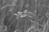 preview bw