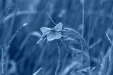 preview cold