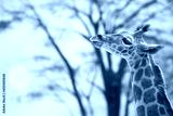 preview cold