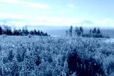 preview cold
