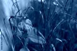 preview cold