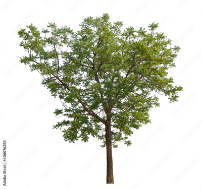 image to crop