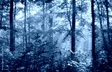 preview cold