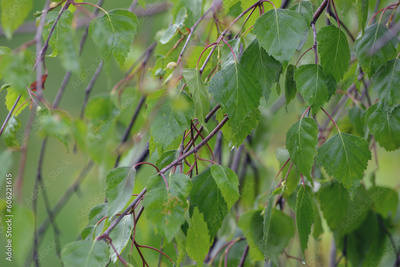 image to crop