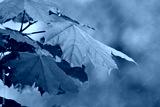 preview cold