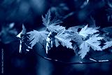 preview cold
