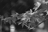 preview bw