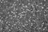 preview bw