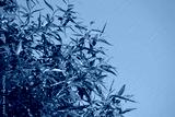 preview cold