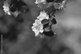 preview bw