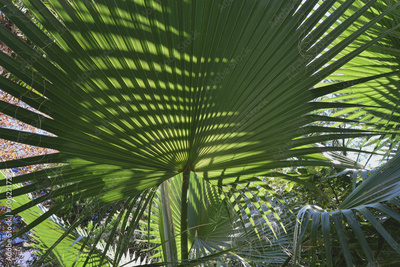 image to crop