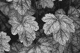 preview bw
