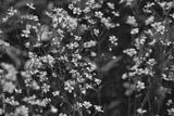 preview bw