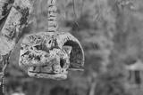 preview bw