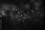 preview bw