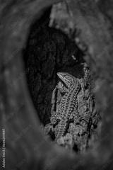 preview bw