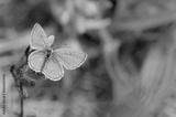 preview bw