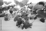 preview bw