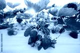 preview cold