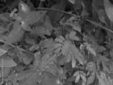 preview bw