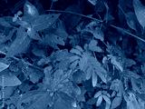 preview cold