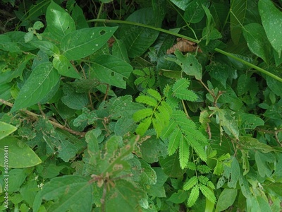 image to crop