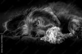 preview bw