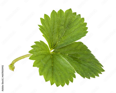 image to crop