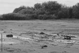 preview bw