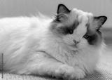 preview bw