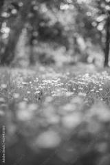 preview bw