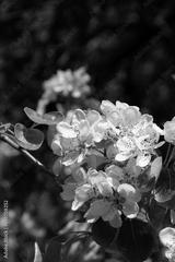 preview bw