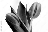 preview bw