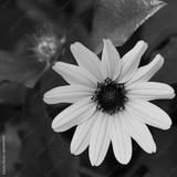 preview bw