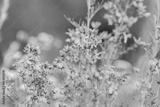 preview bw