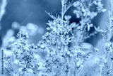 preview cold