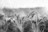 preview bw