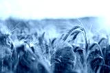 preview cold
