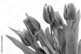 preview bw