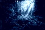 preview cold