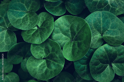 image to crop