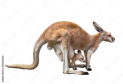 image to crop