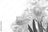 preview bw